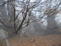 stagno 100 cavalli-Castanea sativa 201011128 078